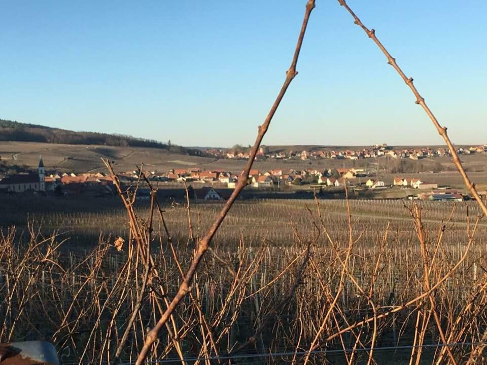 Les Gites Du Raceme Blienschwiller Exterior foto